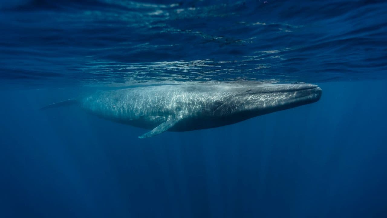 Le retour des baleines à bosse backdrop