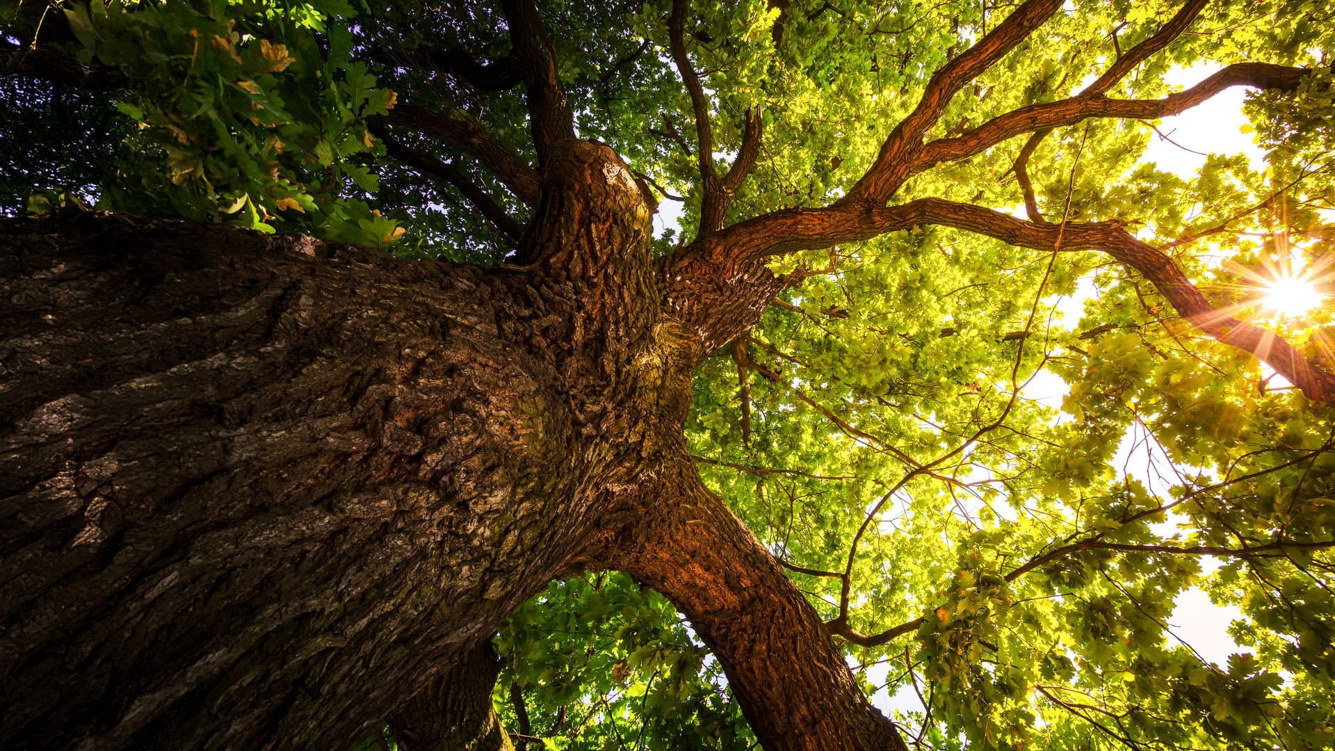 The Secret Life of Trees backdrop
