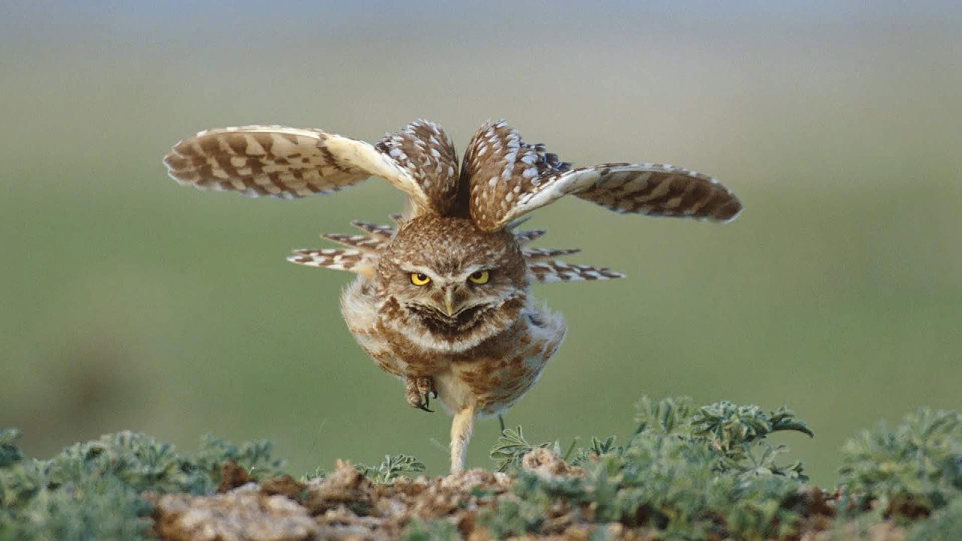 Great Plains: America's Lingering Wild backdrop