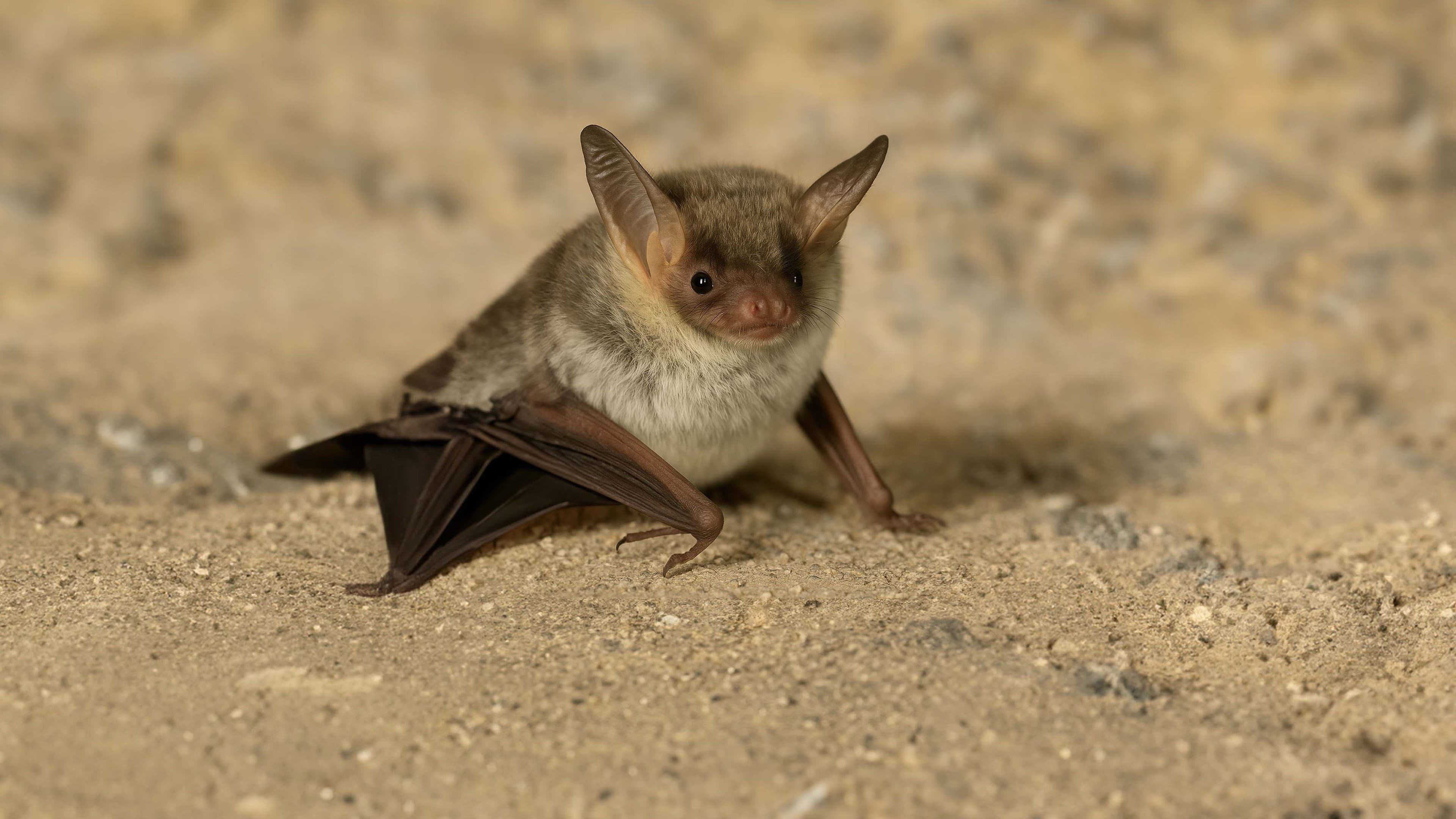 The Secret Life of Bats backdrop